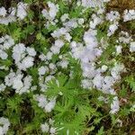 Phacelia purshii leaf picture by claymond (cc-by-sa)