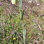 Fritillaria gussichiae flower picture by Rossen Vassilev (cc-by-sa)