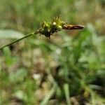 Carex liparocarpos flower picture by oliparis (cc-by-sa)