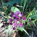 Allium drummondii flower picture by Kendra RaiderNature (cc-by-sa)