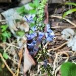 Plectranthus parviflorus flower picture by Gi Gillian (cc-by-sa)