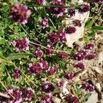 Thymus serpyllum flower picture by Sandrine Vaya (cc-by-sa)