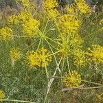 Thapsia garganica flower picture by iannizzotto michele (cc-by-sa)