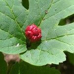 Hydrastis canadensis fruit picture by Brandon Bautista (cc-by-sa)