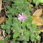 Mesembryanthemum nodiflorum habit picture by Daniel Barthelemy (cc-by-nc)