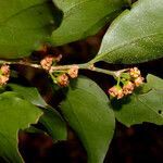 Agonandra macrocarpa fruit picture by Nelson Zamora Villalobos (cc-by-nc)