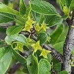 Rhamnus saxatilis flower picture by Sarami (cc-by-sa)