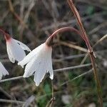 Acis autumnalis flower picture by Prieta Javier (cc-by-sa)