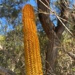 Banksia ericifolia flower picture by glyn bickford (cc-by-sa)