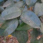 Dialium guineense leaf picture by Maarten Vanhove (cc-by-sa)