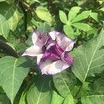 Datura metel flower picture by Antoine Huss (cc-by-sa)