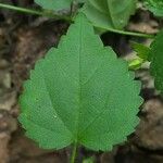 Sida cordata leaf picture by Prasanta Hembram (cc-by-sa)