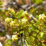 Larrea nitida fruit picture by Trap Hers (cc-by-sa)