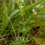 Galium arenarium habit picture by Pierre LEON (cc-by-sa)