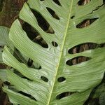 Monstera oreophila leaf picture by Nelson Zamora Villalobos (cc-by-nc)