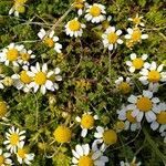 Anthemis secundiramea leaf picture by Salvatore Stira (cc-by-sa)