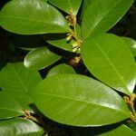 Casearia tremula leaf picture by Nelson Zamora Villalobos (cc-by-nc)