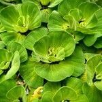 Pistia stratiotes leaf picture by Uday Wali (cc-by-sa)