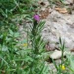 Carduus pycnocephalus flower picture by Anais Iafrate (cc-by-sa)