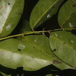 Pterocarpus officinalis leaf picture by Nelson Zamora Villalobos (cc-by-nc)