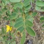 Senna auriculata leaf picture by Rajendra Rajendra Choure (cc-by-sa)