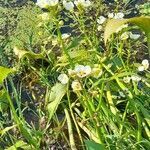 Sagittaria montevidensis habit picture by Trap Hers (cc-by-sa)