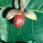 Virola sebifera fruit picture by Daniel Barthelemy (cc-by-nc)