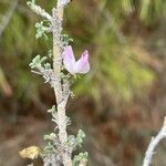 Ononis tridentata flower picture by Olivier Le Gall (cc-by-sa)