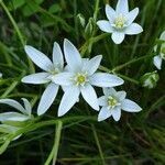 Ornithogalum orthophyllum flower picture by Alice Montaillié (cc-by-sa)