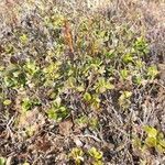 Arctostaphylos uva-ursi habit picture by Matt P. Walser (cc-by-sa)