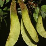 Machaerium seemannii fruit picture by Nelson Zamora Villalobos (cc-by-nc)