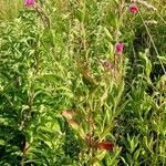 Epilobium hirsutum habit picture by Pierre LEON (cc-by-sa)