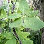 Tropaeolum pentaphyllum leaf picture by cabana carlos manuel (cc-by-sa)