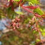 Acer palmatum flower picture by Matthias Foellmer (cc-by-sa)