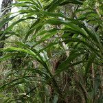 Cordyline mauritiana habit picture by E. Mouysset (cc-by-sa)