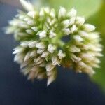 Mikania scandens flower picture by Aaron Jenkins (cc-by-sa)