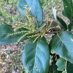 Quercus oleoides flower picture by Juan Carlos Ordonez (cc-by-sa)