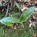 Scoliopus bigelovii leaf picture by Anne Mossberg (cc-by-sa)