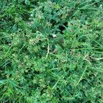 Geranium versicolor habit picture by Alexandre Labbe (cc-by-sa)