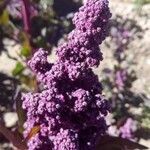 Chenopodium quinoa flower picture by Jean-Christophe Lombardo (cc-by-sa)