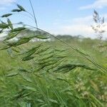 Bromus commutatus habit picture by Yoan MARTIN (cc-by-sa)