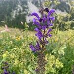 Salvia pratensis flower picture by Emanuele (cc-by-sa)