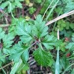 Geranium purpureum leaf picture by Julien Cluzel (cc-by-sa)