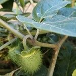 Datura innoxia fruit picture by Arnaud Motte (cc-by-sa)