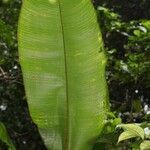 Heliconia bihai leaf picture by R. Tournebize (cc-by-sa)