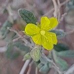 Helianthemum lippii flower picture by M. Hedayat (cc-by-sa)