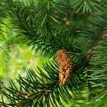 Picea sitchensis flower picture by Christophe Gautreau (cc-by-sa)