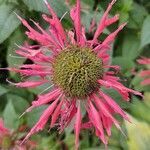 Monarda didyma flower picture by Ariel Ojibway (cc-by-sa)