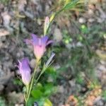 Campanula rapunculus flower picture by Nathalie Fesquet (cc-by-sa)