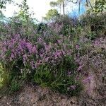 Erica cinerea habit picture by Nico Rey (cc-by-sa)